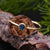 solid 925 sterling silver London Blue Topaz Gold Vermei Ring